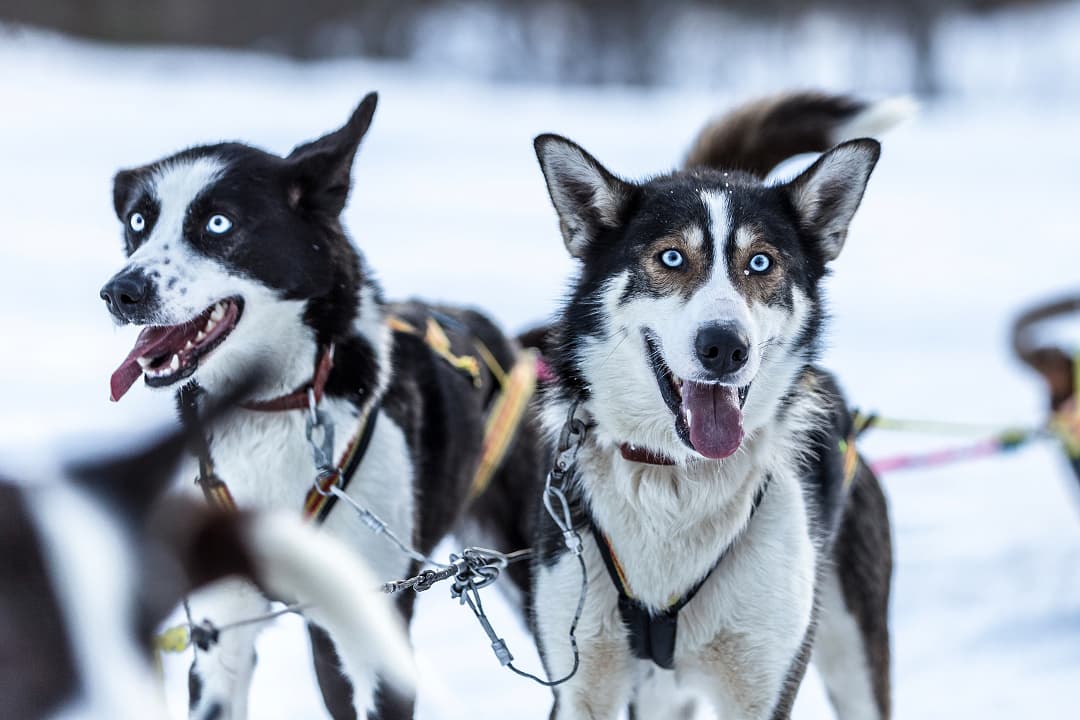 Dog sleddding